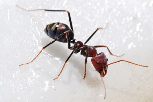 Ant treatment Gold Coast