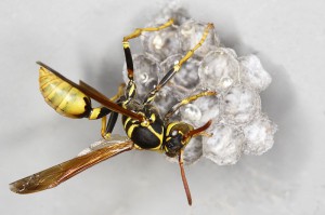 Wasp treatment Gold Coast