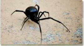 Spider treatment Pest control Gold Coast