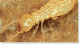 termite protection gold coast