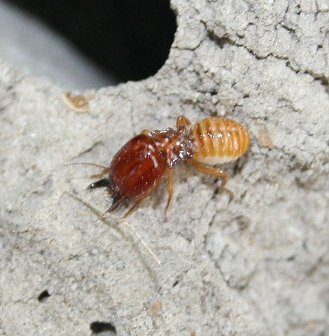 Termite inspection. Termite treatment Gold Coast