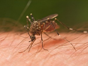 Mosquito misting treatment Gold Coast
