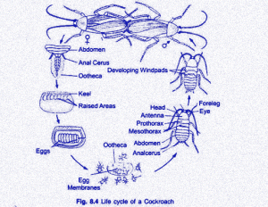 Life cycle of a cockroach