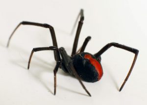 Redback Spider Treatment Gold Coast