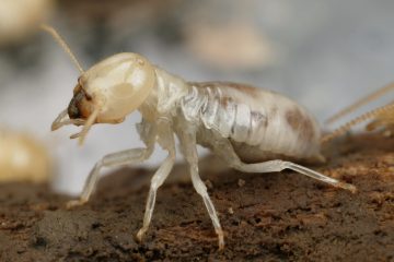 Pest King Termites
