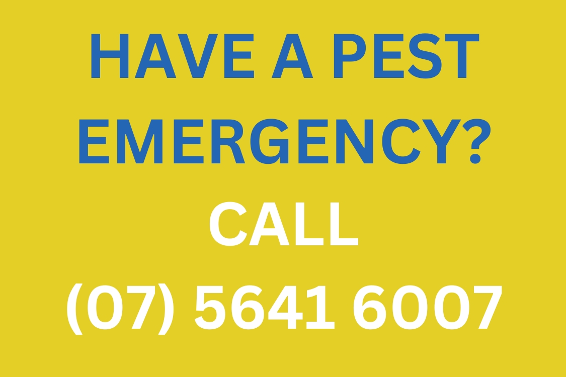Emergency Pest Call Gold Coast